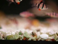 Shoal of fish. Stock Footage