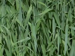 Green Grass Stock Footage
