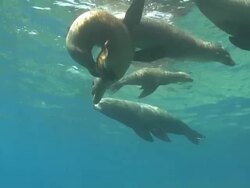 Male California Sea Lion (Zalophus californianus) and several females swimming near surface with school of Five-banded Damselfish (Abudefduf vaigiensis), La Paz, Sea of Cortez, Mexico Stock Footage