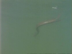 Underwater view of  Grass Snake swimming, UK Stock Footage
