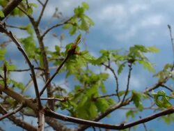 T/L Oak WA bud burst, United Kingdom Stock Footage