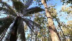 Cycad palm tree in the forest Stock Footage