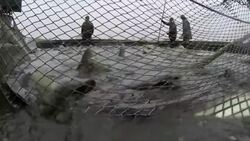 Carp harvest marks start of countdown to Christmas in Czech Republic Instructional Video