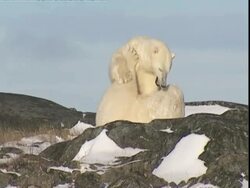 Polar bears (Ursus marinus) wrestling, Manitoba, Canada Stock Footage