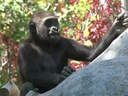 Baby Gorilla Stock Footage