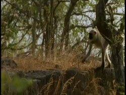 MS Hanuman Langur, Semnopithecus entellus, jumping on Hindu Temple ruins, Bandhavgarh National Park, India Stock Footage