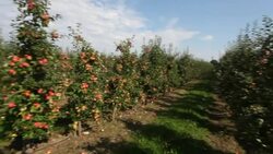 red apples in a row - agriculture on an orchard Stock Footage
