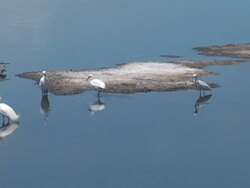 Panorama of a River With Birds Stock Footage