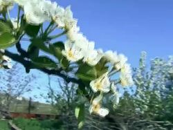 Around Blooming Tree Stock Footage