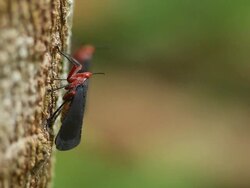 Fulgorid bug Stock Footage