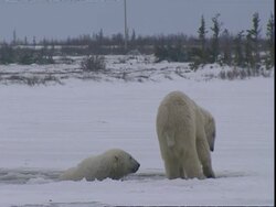 Polar bear (Ursus maritimus) on ice playing with bear in ice hole and pawing in ice Stock Footage