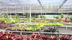 HD Panning: Nursery tree reproduction Stock Footage