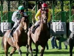 MS SLO MO TS Shot of Horses gallop out of  starting box / Krefeld, North Rhine Westphalia, Germany  Stock Footage