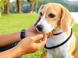 Dog play with owner hand Stock Footage