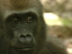 CU Face of Western Lowland Gorilla looking around / Dzangha-Sangha National Park, Central African Republic Stock Footage