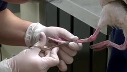 VOICED : Florida animal rescue under pressure due to exotic pet trade News Clip