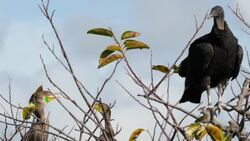 Birds Vulture on top of tree Stock Footage