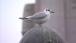 Winter shots of Buckingham Palace News Clip