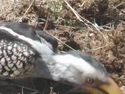 Hornbill Stock Footage