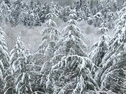 WS Heavy snow layers on top of tree / Saarburg, Rhineland-Palatinate, Germany Stock Footage