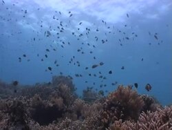 Damselfish at Coral Reeftop Stock Footage