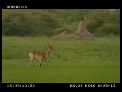 MS Lechwe (Marsh Antelope; Kobus leche ) stag running through water meadow, stands to defecate Stock Footage
