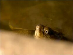 Stripe necked Terrapin (Mauremys caspica) head looking out of water, River Yeguas, Sierra Morena, Andalucia, Southern Spain Stock Footage