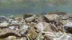 Waiting trying to catch a Fish in the Snowmass Lake and Aspen Wilderness Colorado Clear Fresh Water Bass Fishing Stock Footage