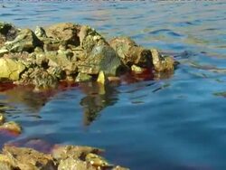 Polluted water Stock Footage