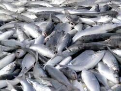 Lots of Fish Stock Footage