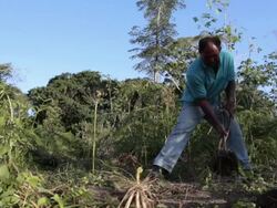 Man picking manioc  - subsistence agriculture - WIDE OPEN Stock Footage