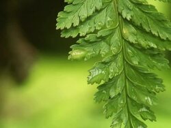 Fern Leaf Loop Stock Footage