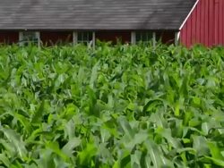 Young corn stalks wave in the wind in front of a red barn Stock Footage