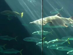 Aquarium shark tank, Raggy sharks through sunlight, South Africa  Stock Footage