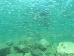 Sea Lions, large school small fish, point of view. Mexico  Stock Footage