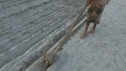 Farmers in rural Bangladesh plough land by hand which has been freshly revealed by receding river levels peanuts are planted in the furrows as the sunsets over the delta Stock Footage