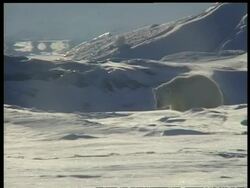 MS Polar Bear, Ursus maritimus, watching hole in ice then rising up and crashing down on ice, Arctic Circle Stock Footage