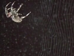 spider building a web Stock Footage