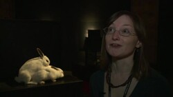 CLEAN: London museum goes wild with animal sex show News Clip