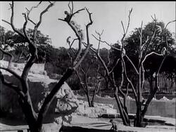 Monkey Swimming Season News Clip