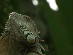 High speed Green Iguana (Iguana iguana) shaking head to display dewlap - defensive display Stock Footage