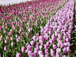 MS HA Shot of red and pink color tulips at Keukenhof Gardens / Lisse, South Holland, Netherlands Stock Footage