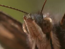 Red Admiral (Vanessa atalanta) head BCU, UK Stock Footage
