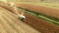 Harvester Work on Cornfield Stock Footage