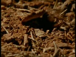 MCU Woodlouse moving across ground, Trapdoor spider emerges from tunnel and snatches it, Africa Stock Footage