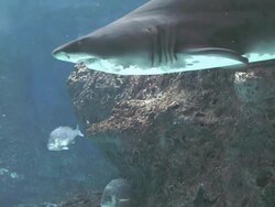 fish in big aquarium Stock Footage