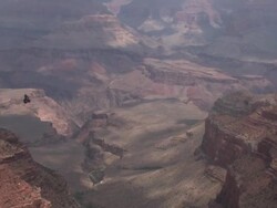 California Condor in Grand Canyon Wide Stock Footage