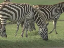 Plains zebra (Equus quagga) grazing, Kenya Stock Footage