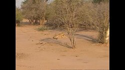 Lioness in Lower Zambezi National Park News Clip