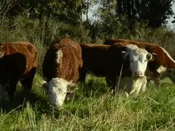 cows eating Stock Footage